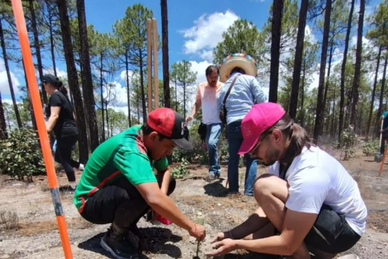 Fundación de Juárez se suma a la siembra de 200 pinos en la Sierra