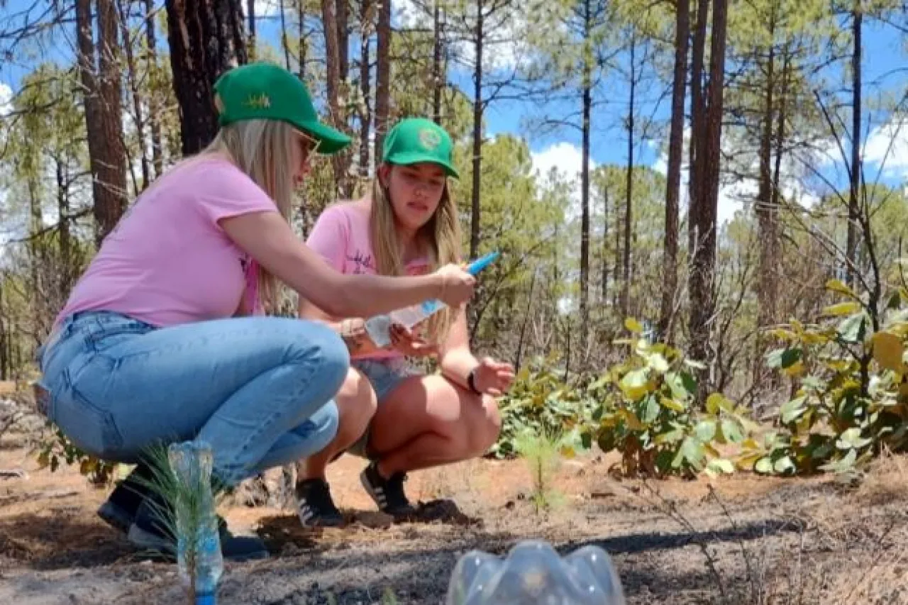 Fundación de Juárez se suma a la siembra de 200 pinos en la Sierra
