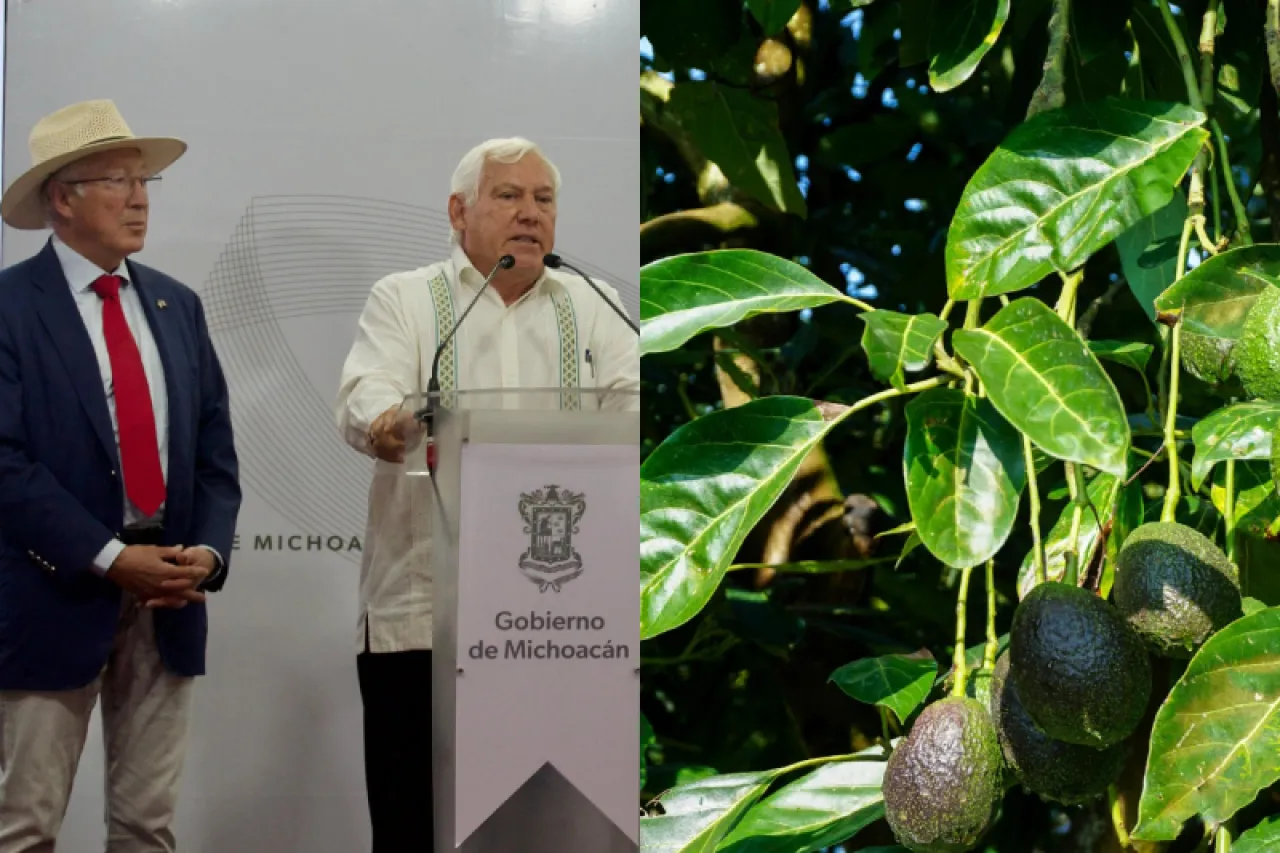 Celebra México acuerdo para reanudar envíos de aguacate a EU