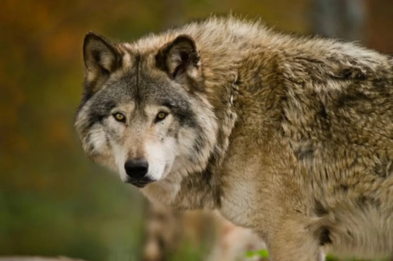 Hallan lobo prehistórico de hace 44 mil años ¡en perfecto estado!