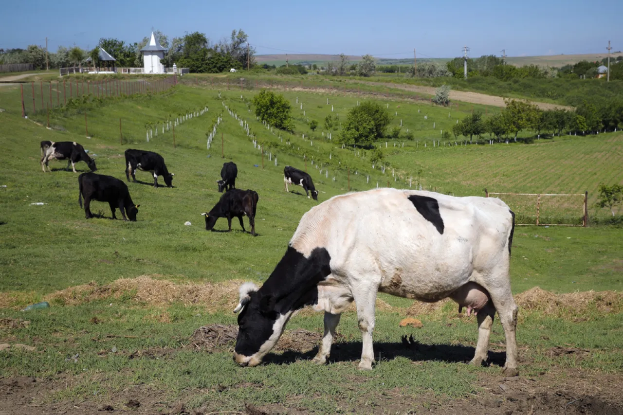 Dinamarca pondrá un impuesto a vacas y cerdos por las emisiones de flatulencias