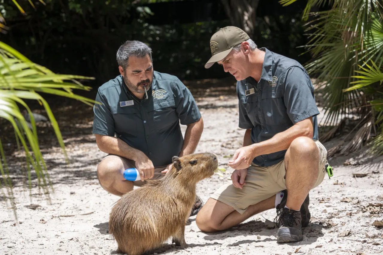 Hembra de capibara llega a zoo de Florida para aumentar población