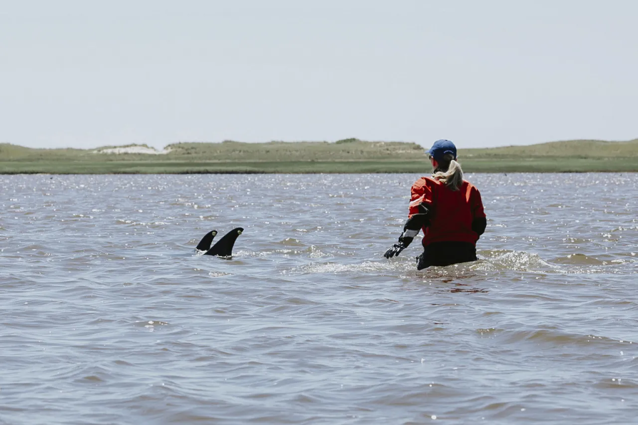 Quedan varados 125 delfines blancos en aguas de Estados Unidos