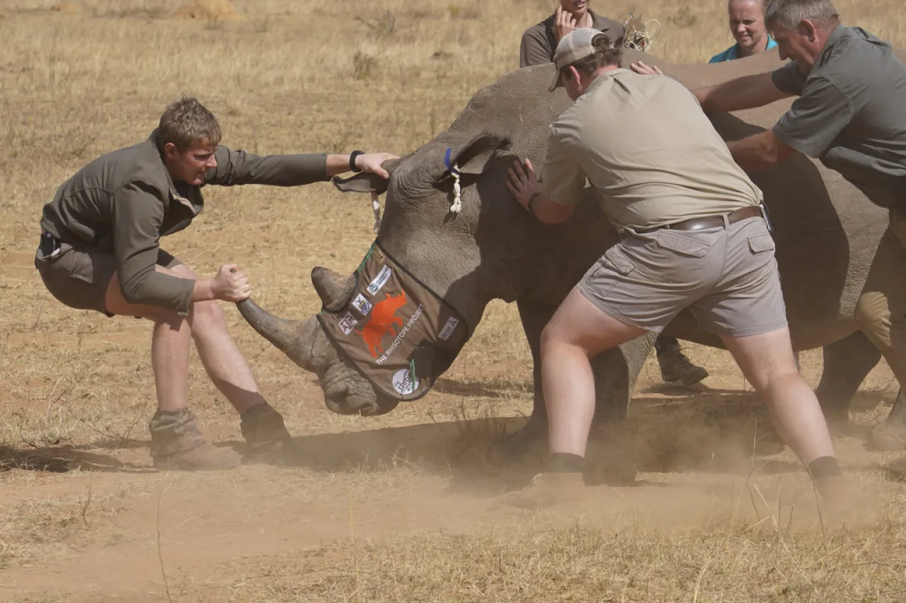 Prueban tecnología nuclear para frenar la caza furtiva de rinocerontes