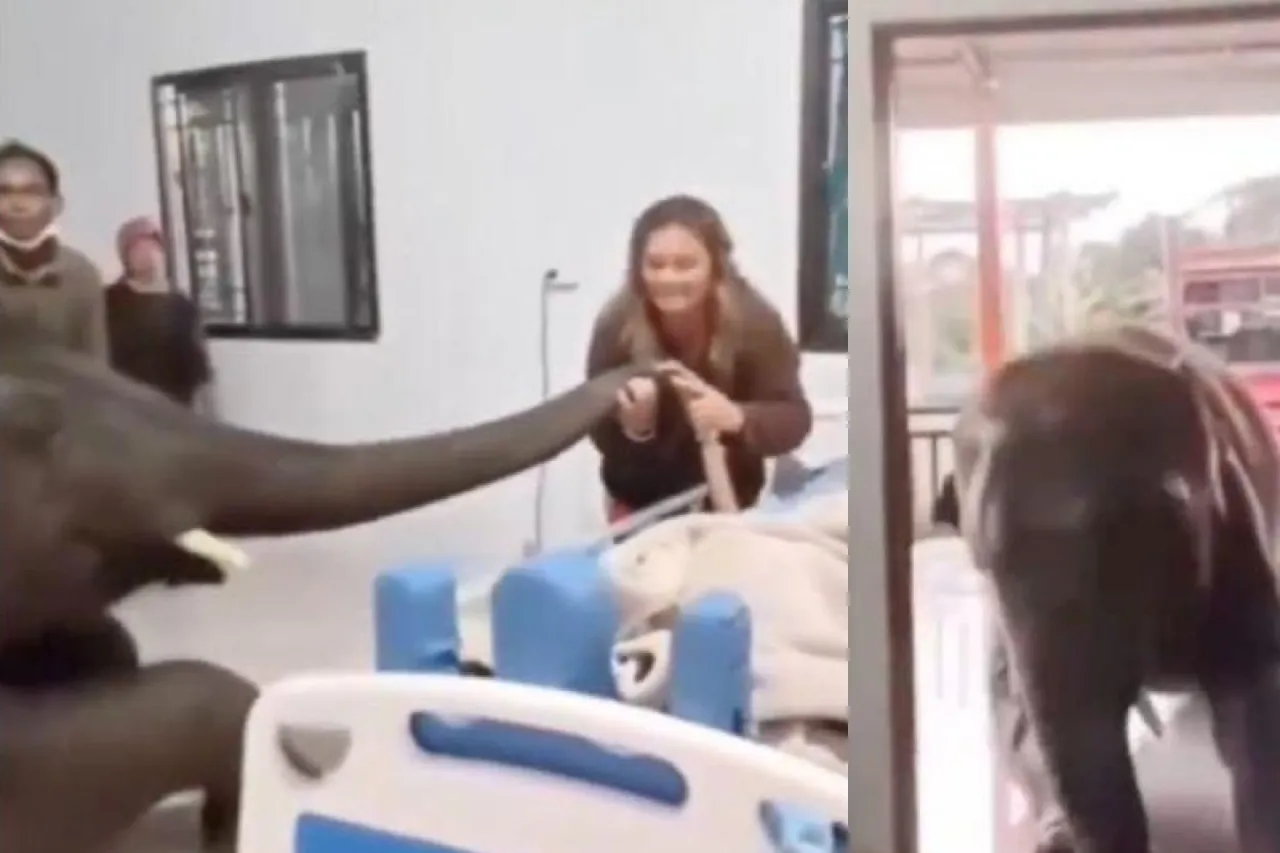 Elefante conmueve las redes al visitar en el hospital a su cuidador