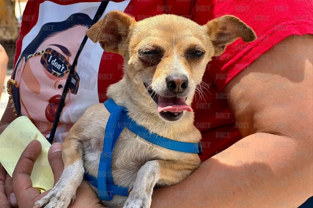 Esterilizan a mascotas en Granjas de Chapultepec