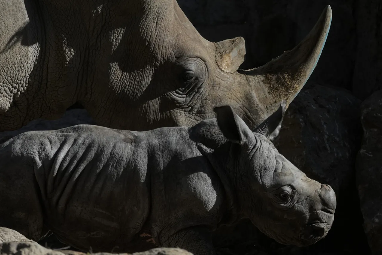 Rinoceronte blanco halla esperanza en Sudamérica