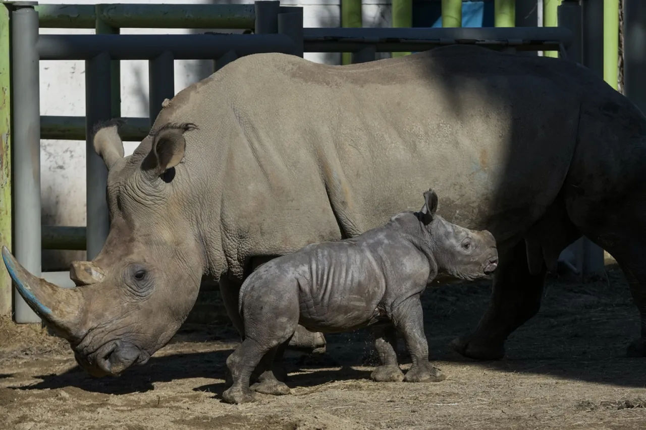 Rinoceronte blanco halla esperanza en Sudamérica