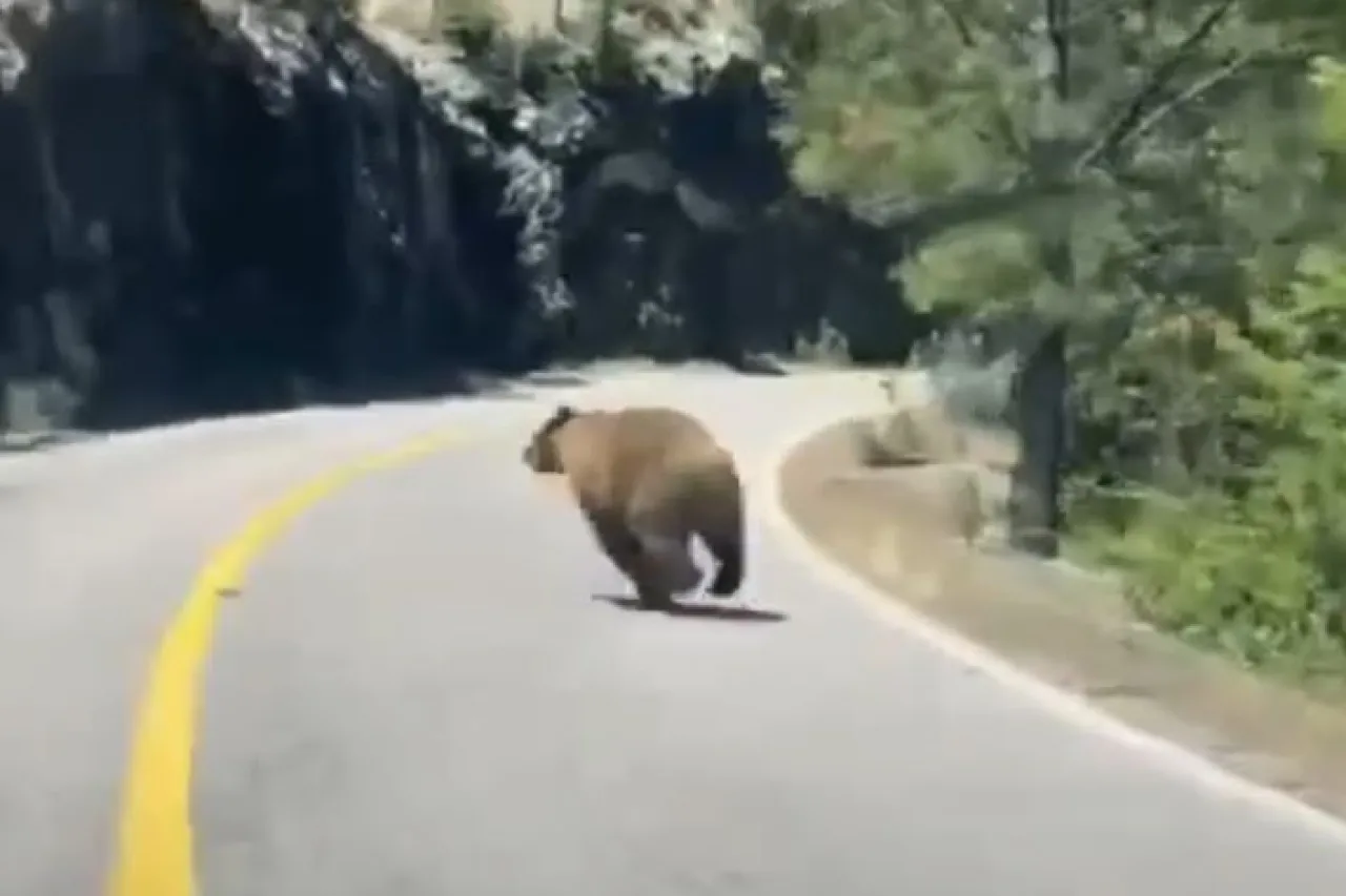 Video: Captan imponente oso en la Sierra de Chihuahua