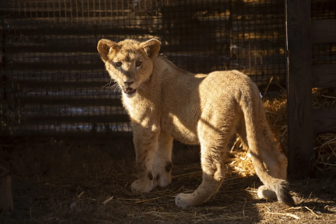 Cachorra de león llega a santuario en Sudáfrica tras ser rescatada en Líbano