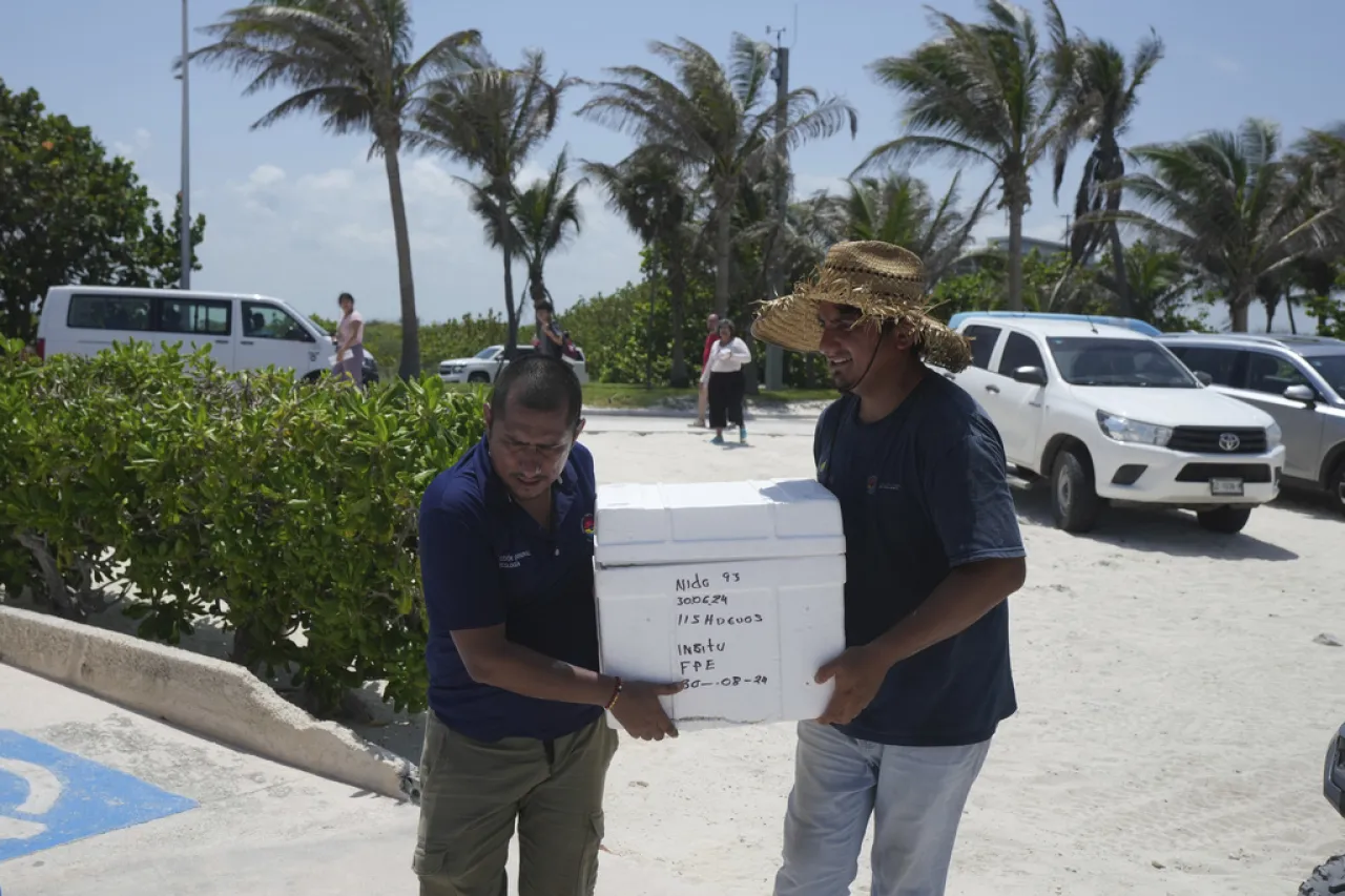 Huevos de tortuga, los primeros evacuados por huracán Beryl en México