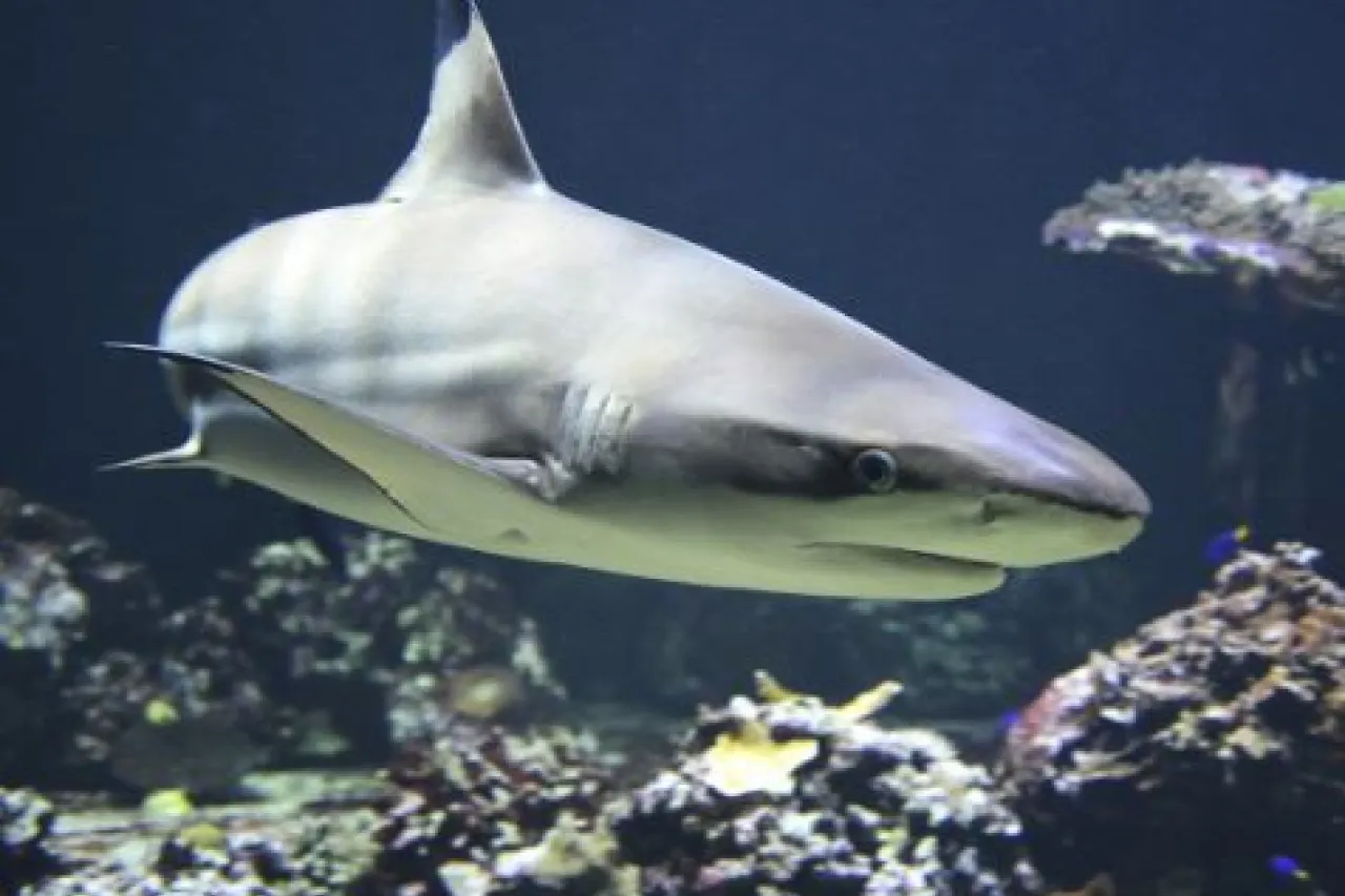 Tiburón ataca a turistas en la Isla del Padre en Texas