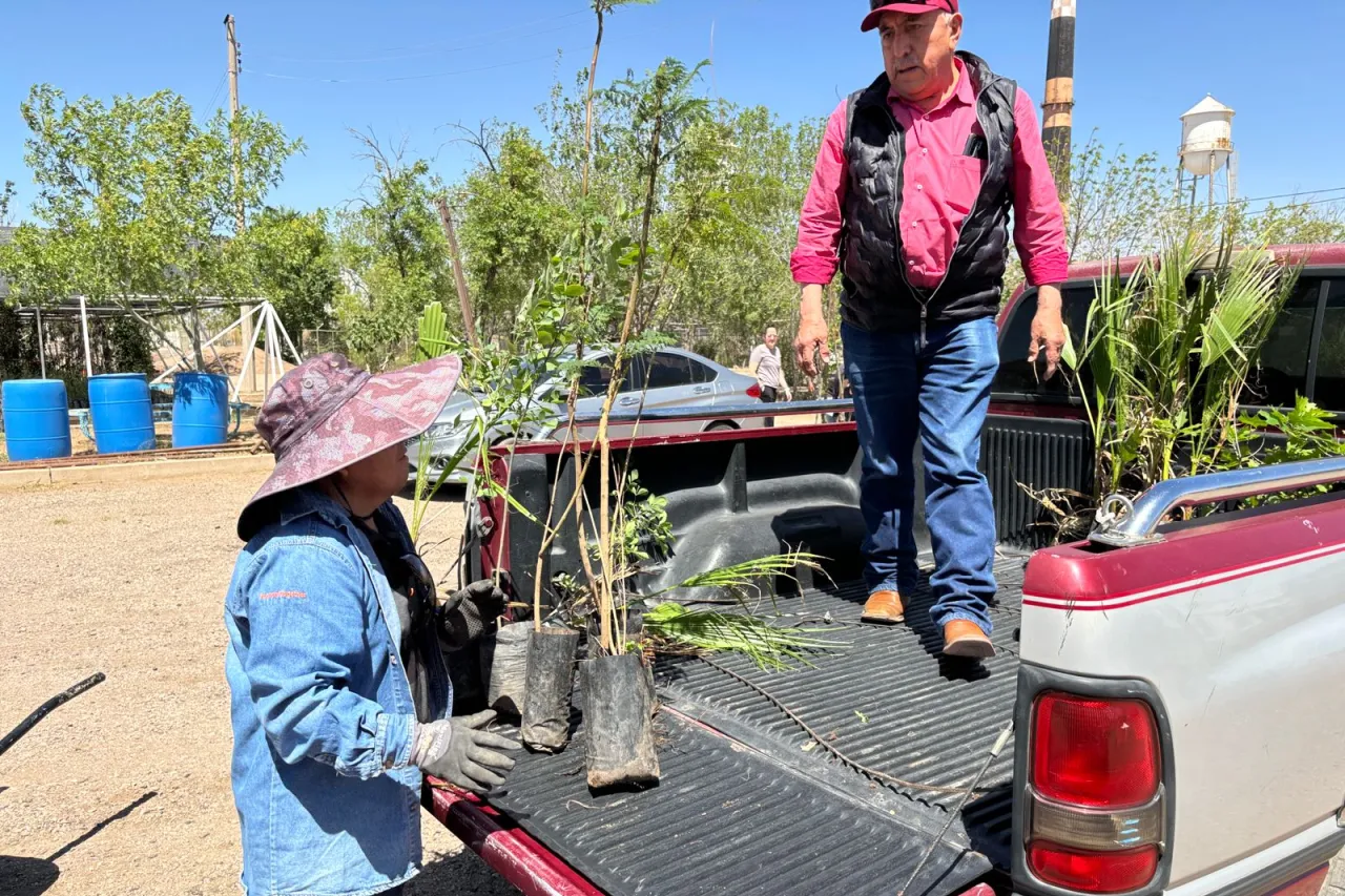 Chihuahua verde: Regalarán 3 mil árboles para reforestar la ciudad