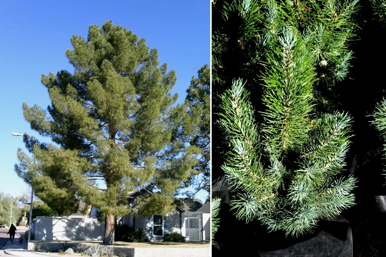 Pinos afganos, una opción sostenible y resistente para forestar