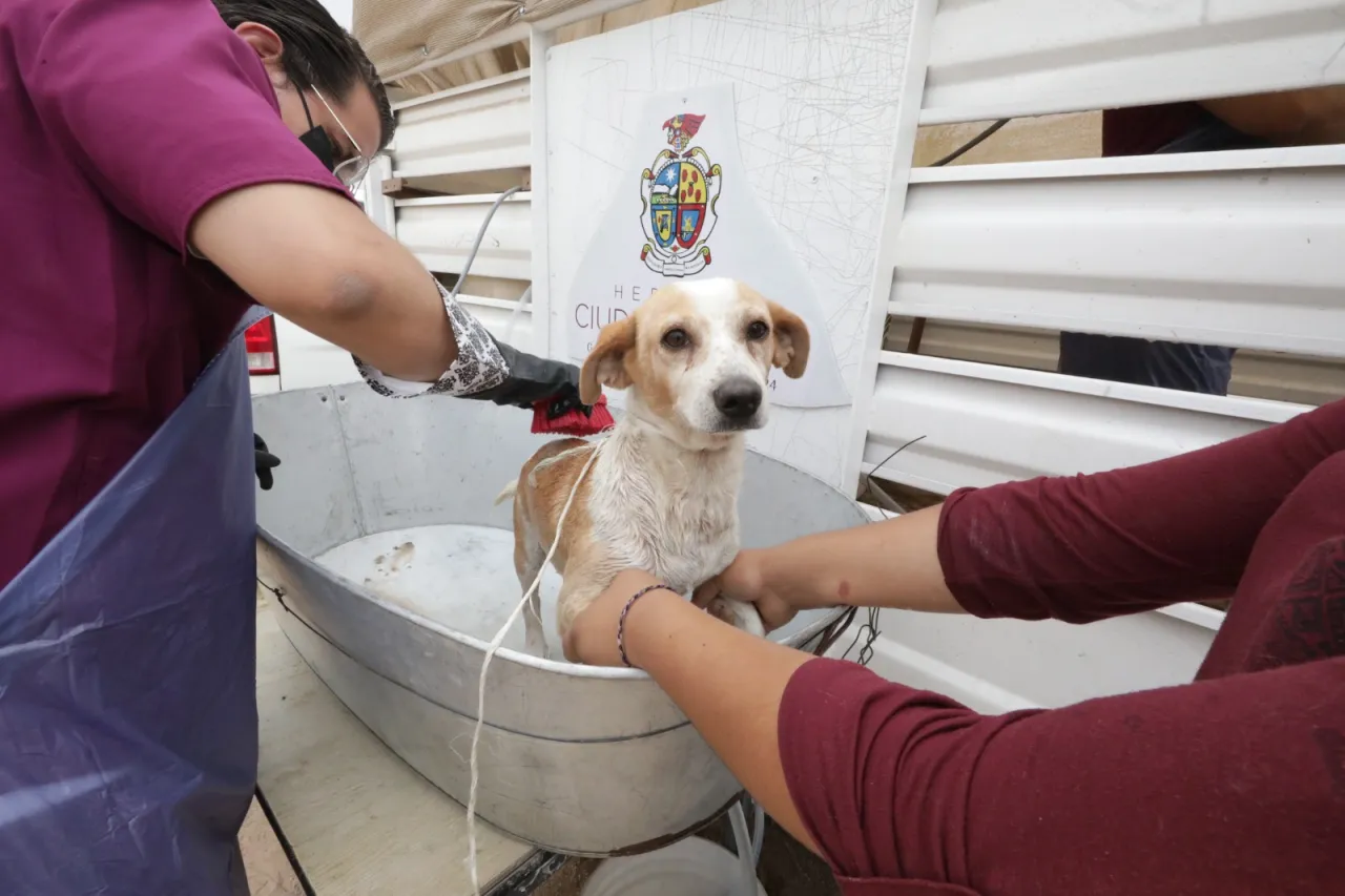 Les toca baño a perritos de Anapra