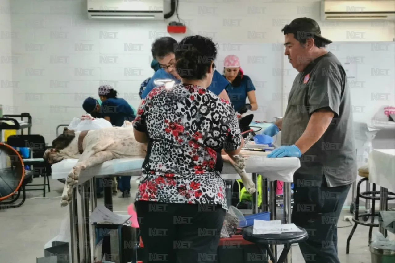 Siguen esterilizaciones gratuitas en Riberas de Bravo