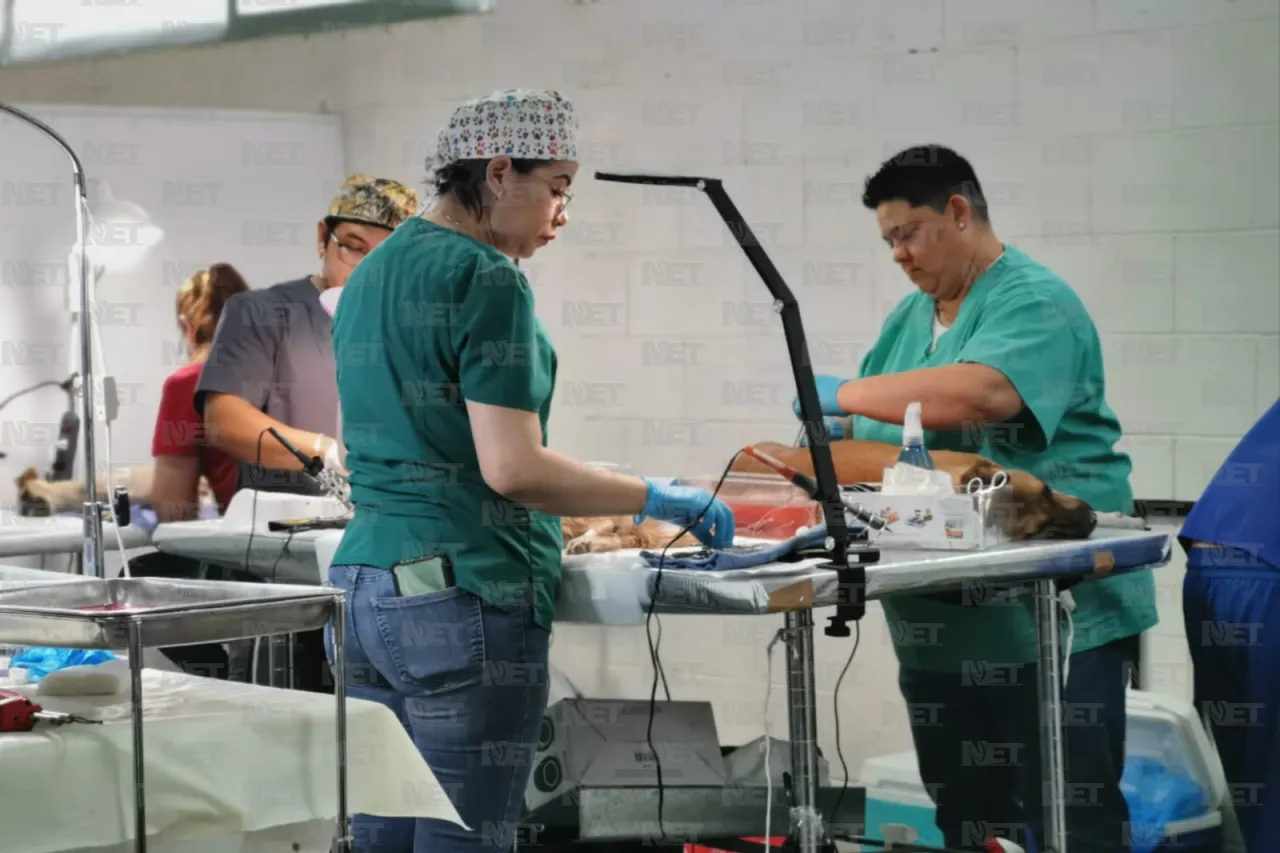 Siguen esterilizaciones gratuitas en Riberas de Bravo