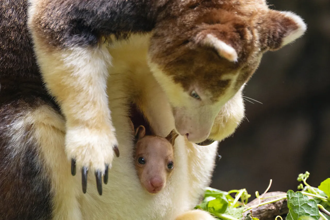 Segunda cría de canguro arborícola se deja ver en Zoológico del Bronx