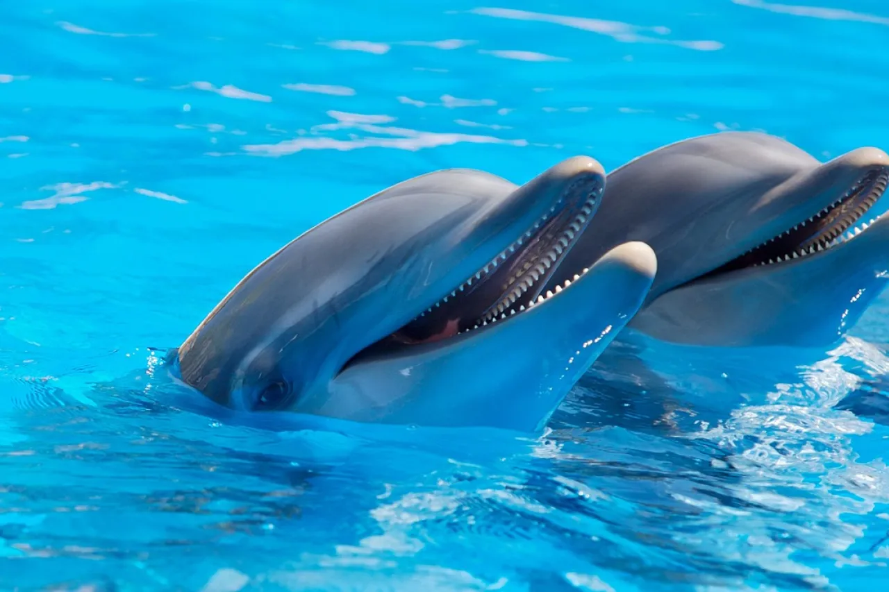 Día Mundial de las Ballenas y los Delfines: 23 de julio