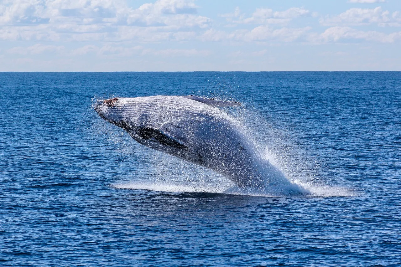 Día Mundial de las Ballenas y los Delfines: 23 de julio