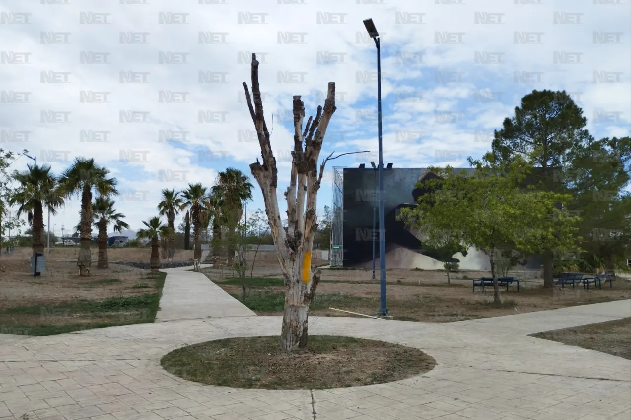 Retirarán más de 400 árboles del Parque Central