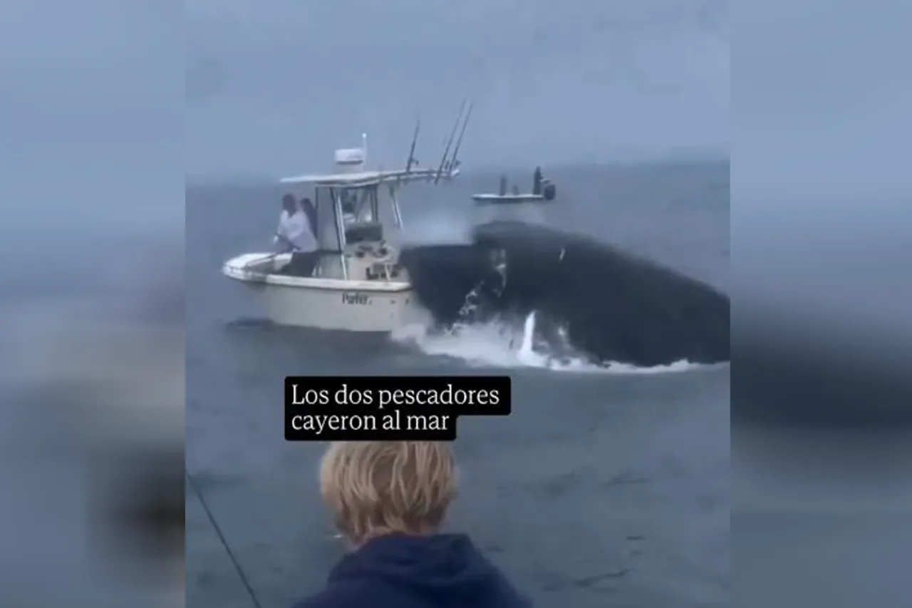Video: Ballena voltea barco pesquero frente a la costa de Nueva Hampshire