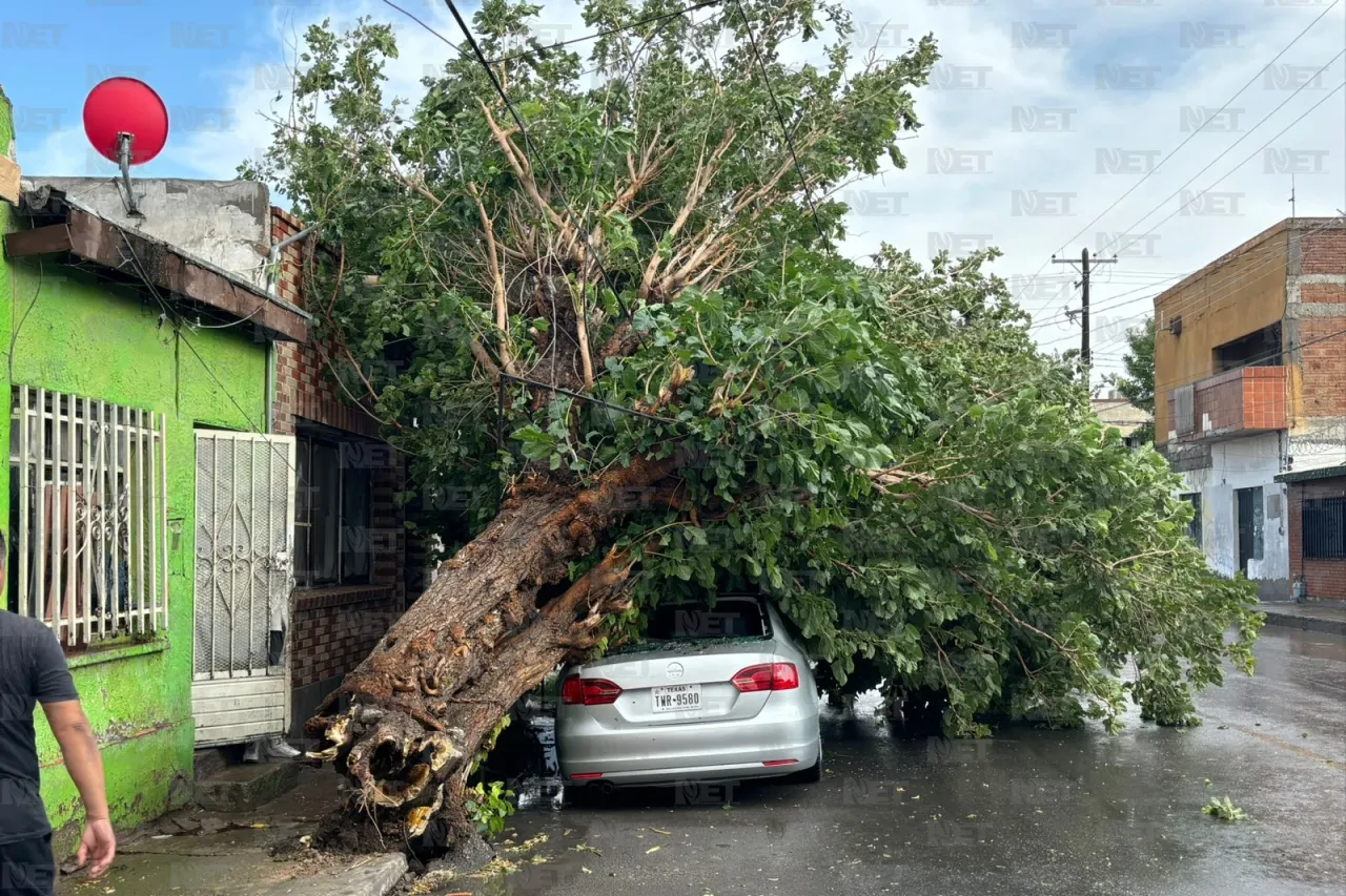 Tormenta derriba árbol en la colonia Chaveña