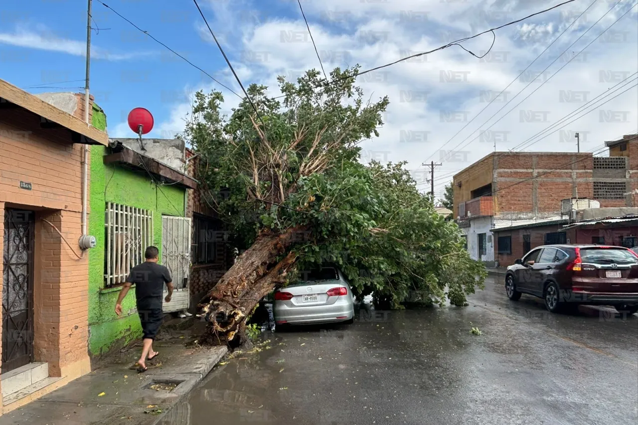 Tormenta derriba árbol en la colonia Chaveña