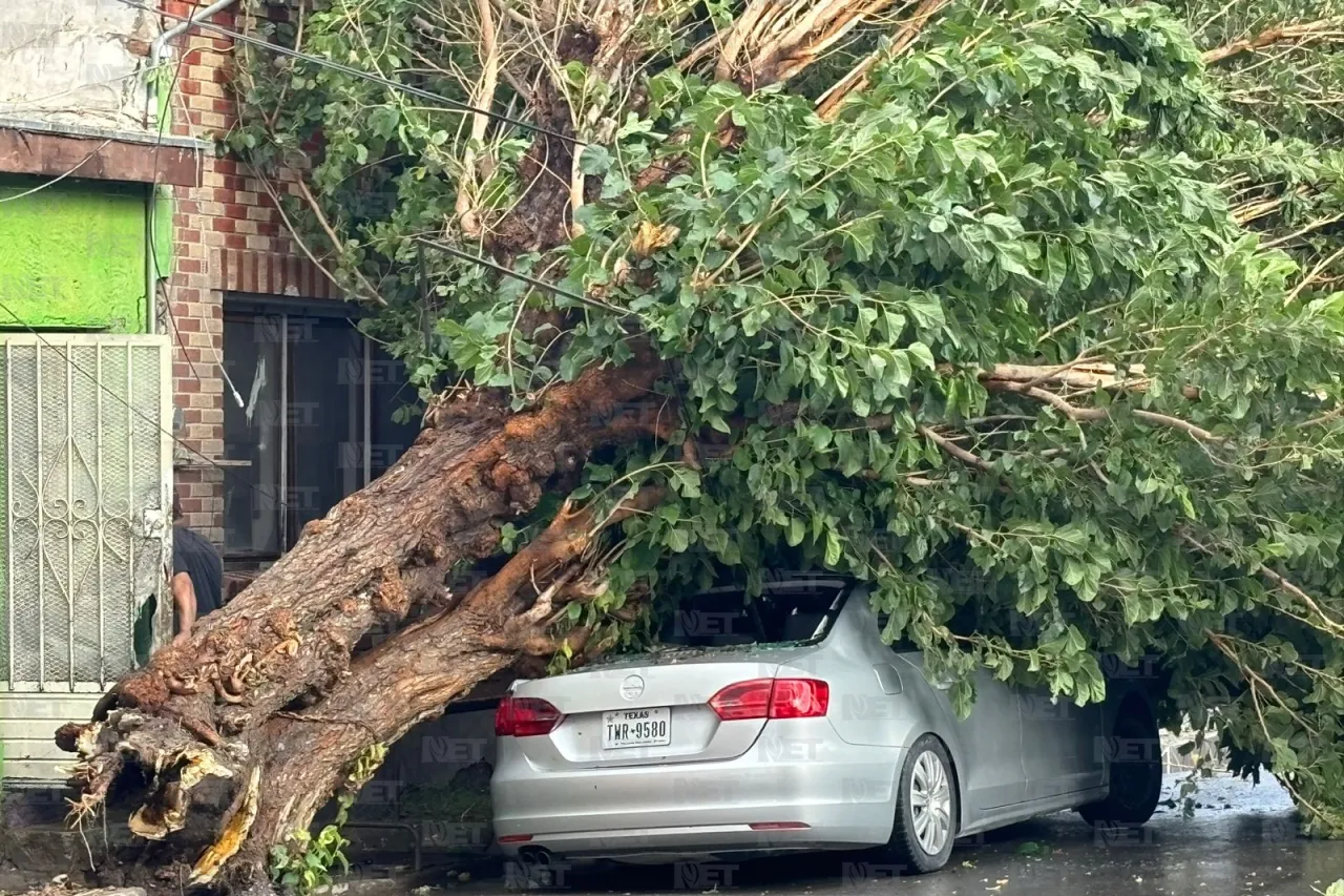 Tormenta derriba árbol en la colonia Chaveña