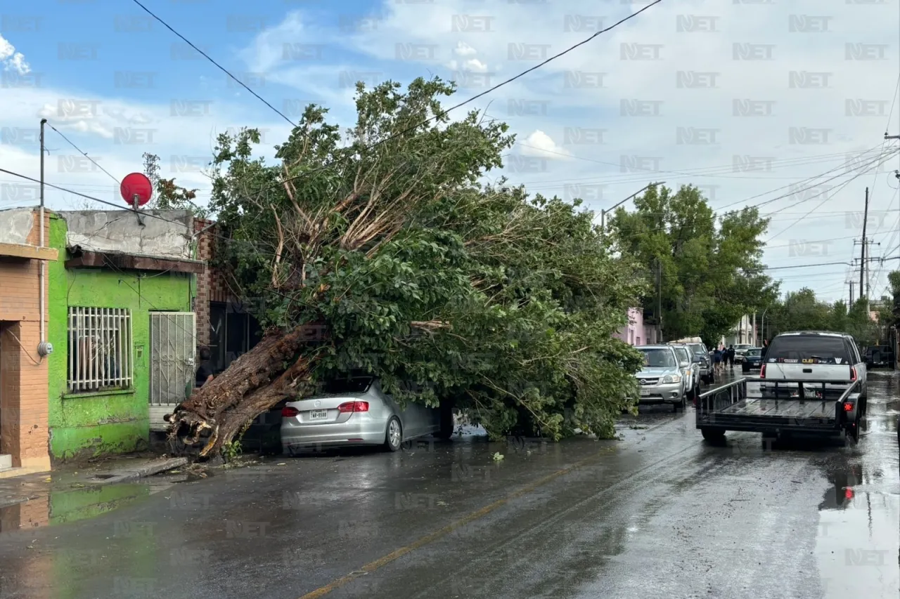 Tormenta derriba árbol en la colonia Chaveña