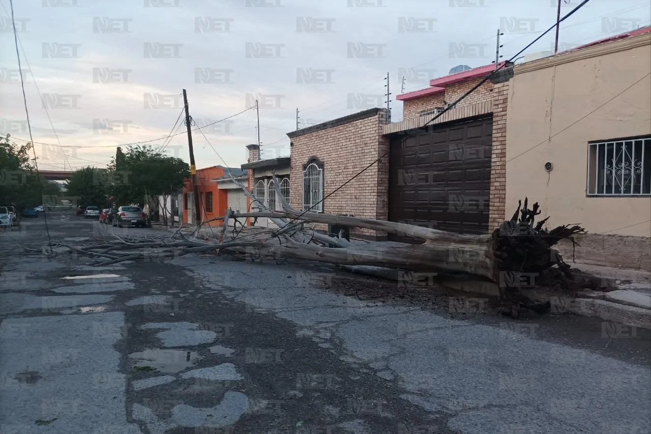 Árbol seco derribado ayer por la lluvia sigue tirado en el Centro