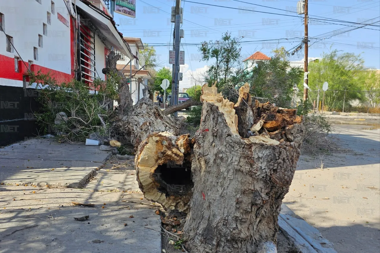 Temen por cable de electricidad cortado por árbol caído