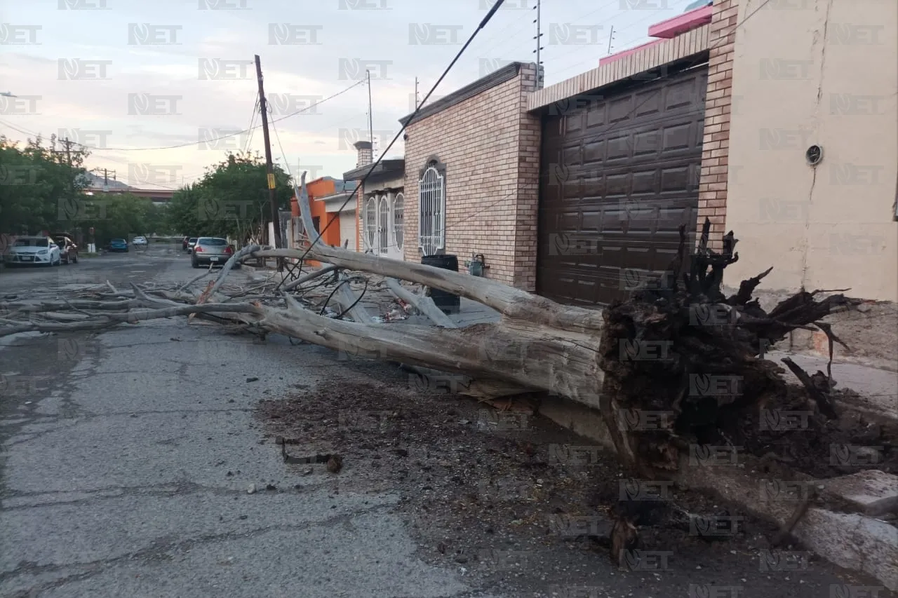 Árbol seco derribado ayer por la lluvia sigue tirado en el Centro