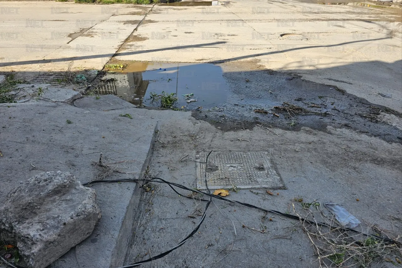 Temen por cable de electricidad cortado por árbol caído