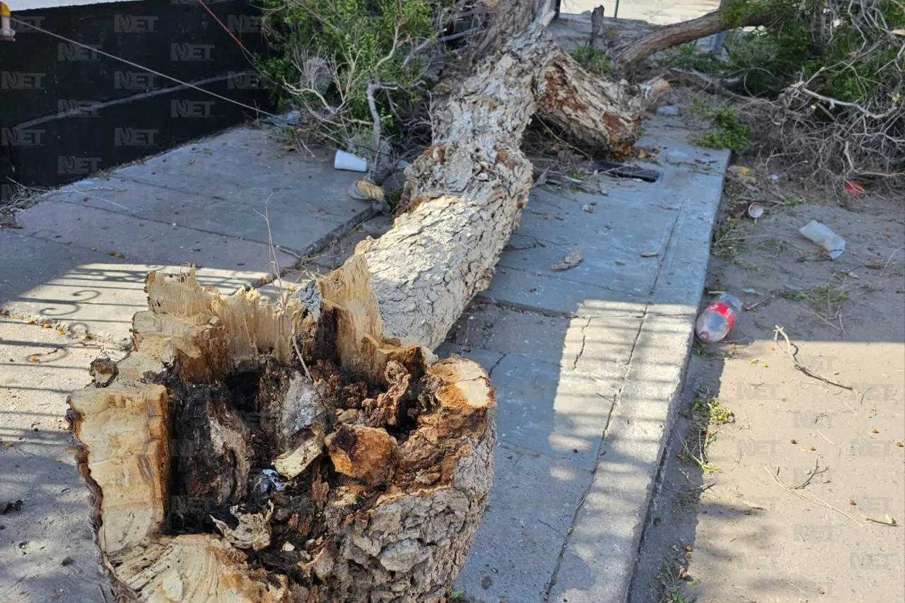 Temen por cable de electricidad cortado por árbol caído