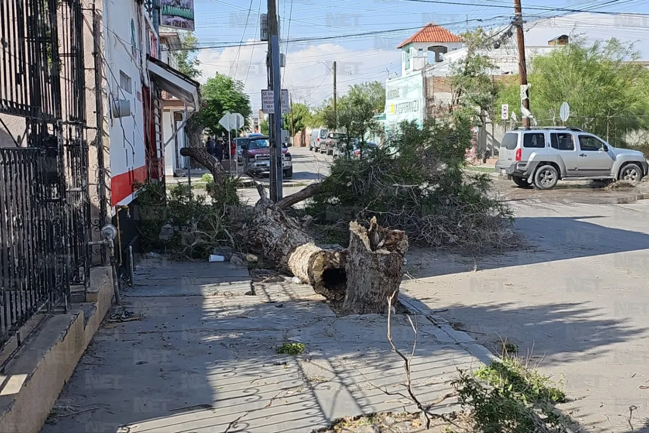 Temen por cable de electricidad cortado por árbol caído