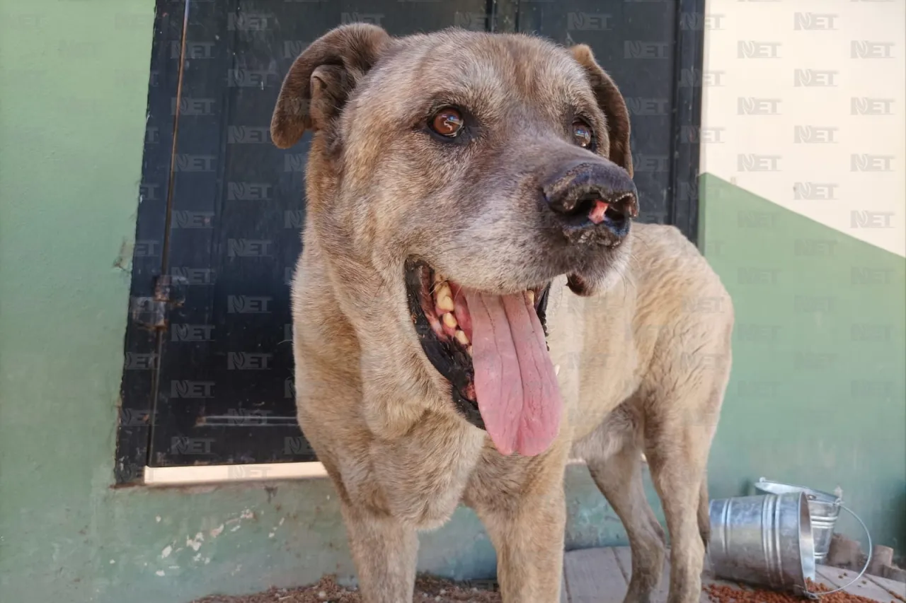 Invitan a segunda feria de mascotas; habrá pasarela de disfraces