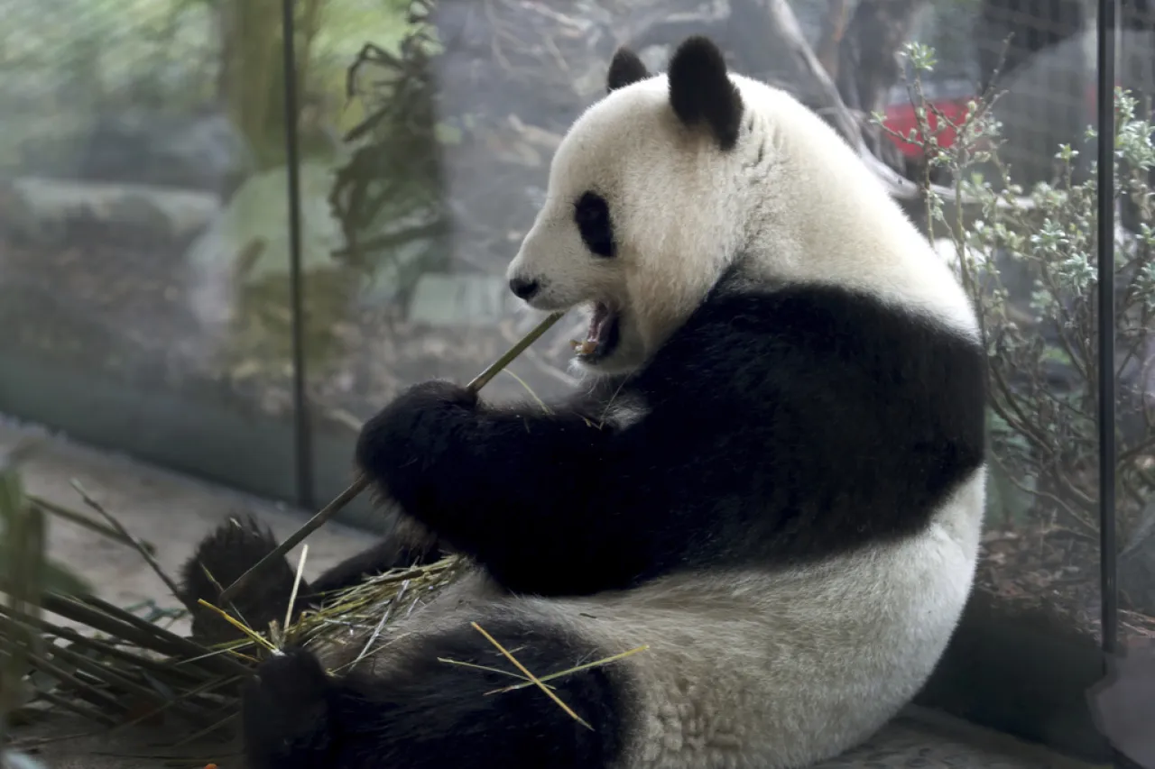 Zoo de Berlín espera el nacimiento de más pandas en Alemania