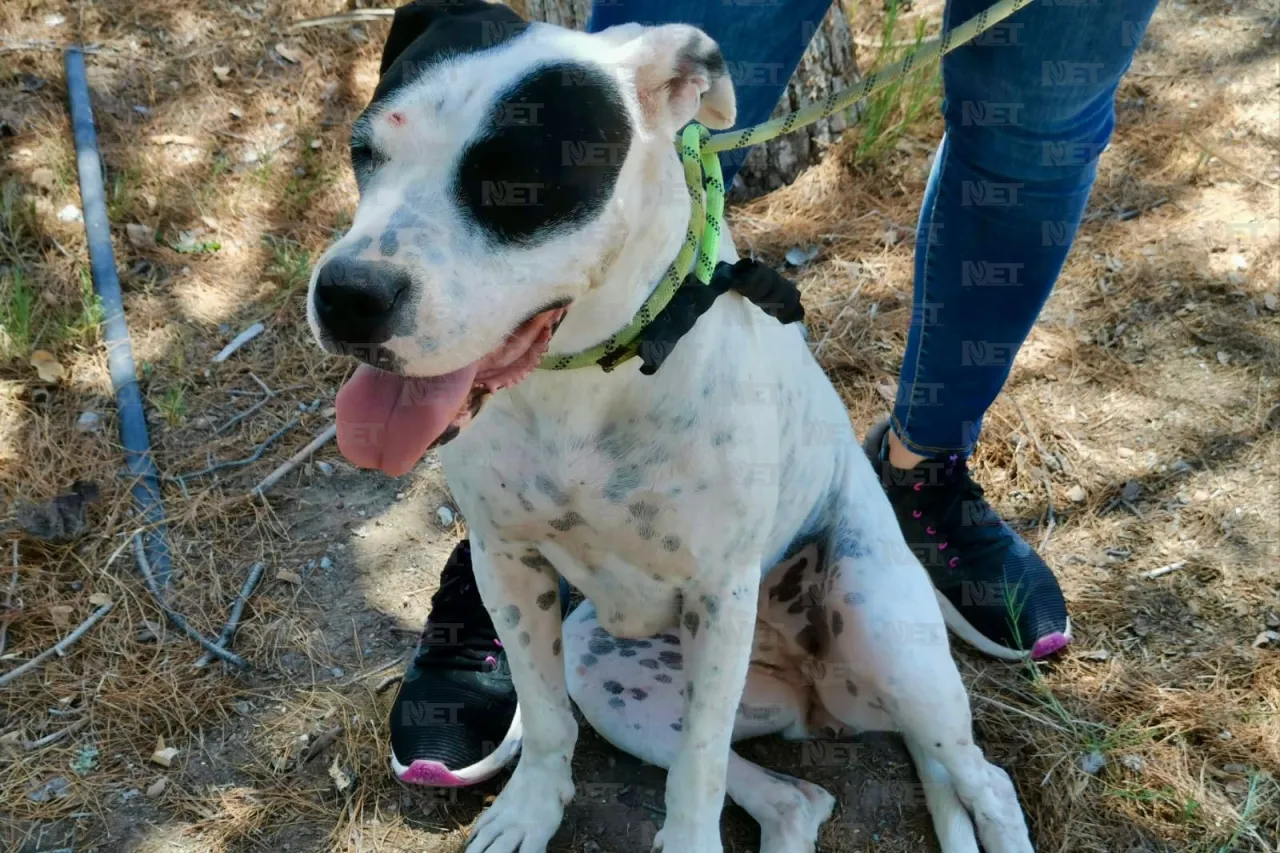 Adopta amor en cuatro patitas: Un amigo para toda la vida