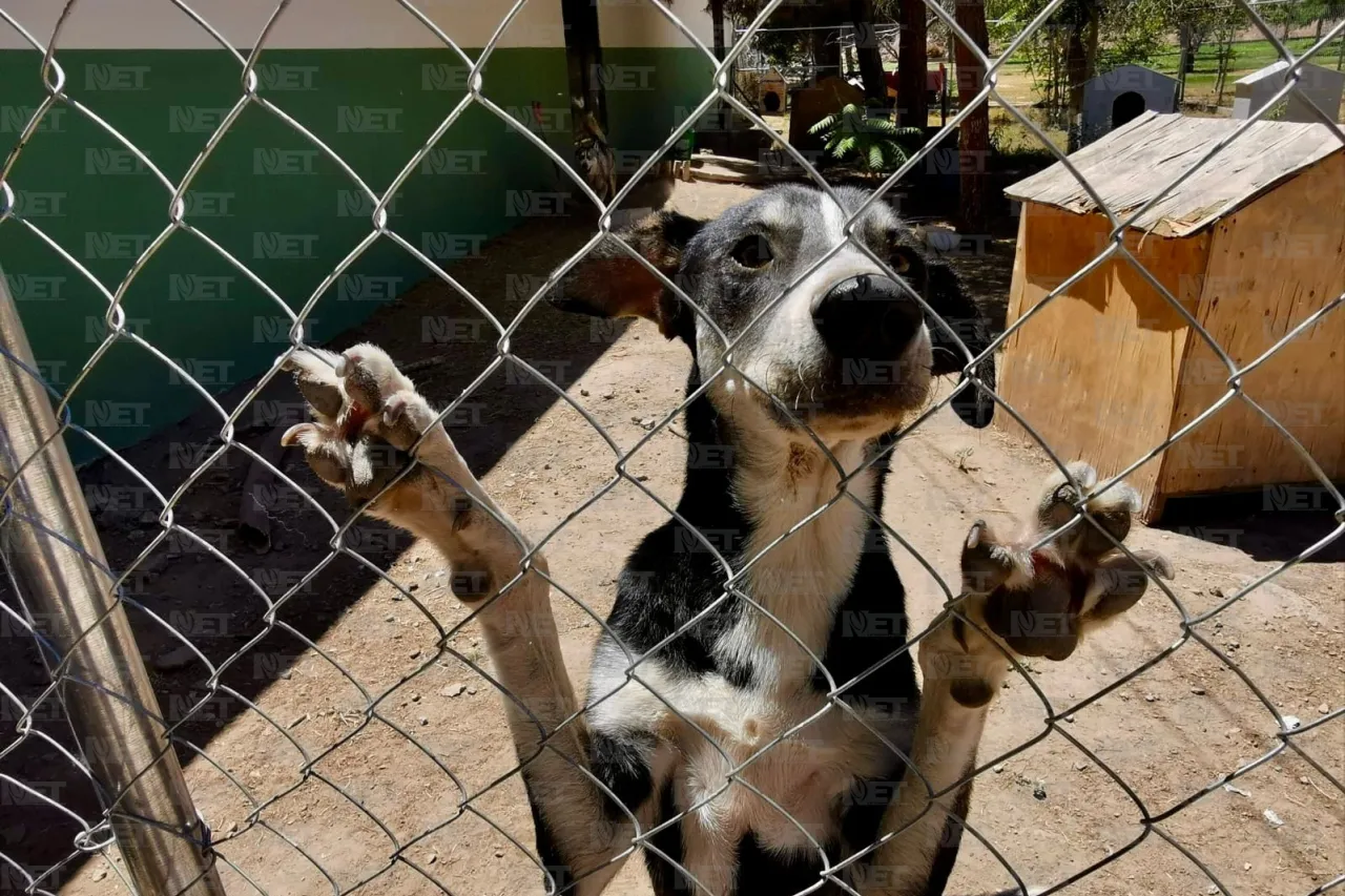 Adopta amor en cuatro patitas: Un amigo para toda la vida