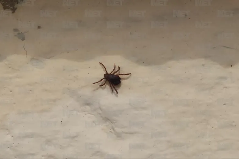 Identifican colonias con mayor incidencia de rickettsiosis en Juárez