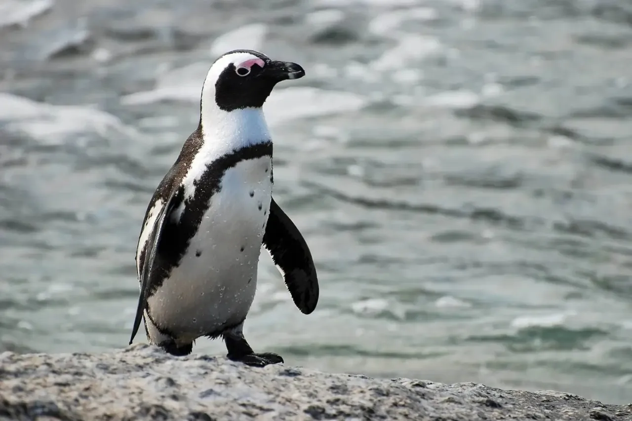 Mueren dos pingüinos en Zoo de El Paso por malaria aviar