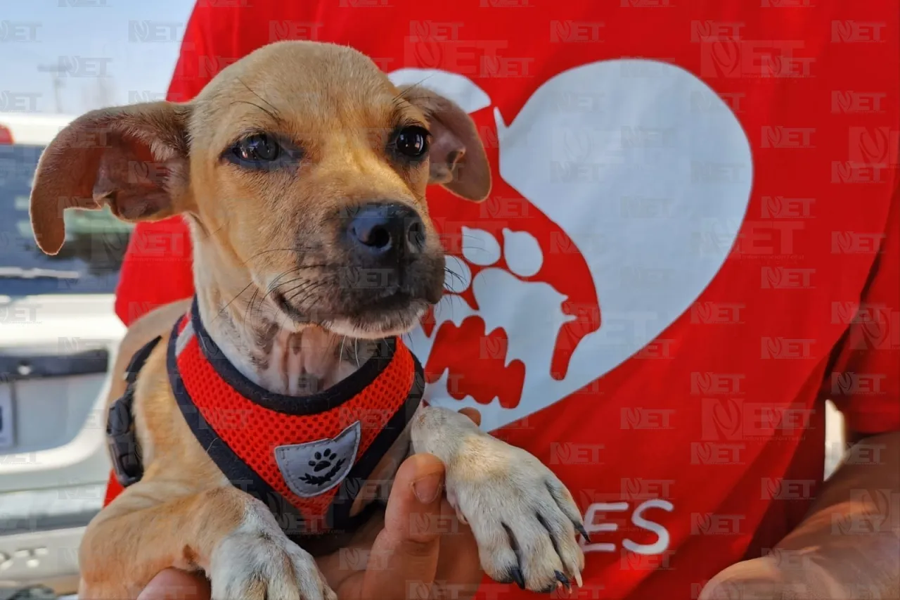 Peluditos de Corazones Nobles piden una patita de ayuda