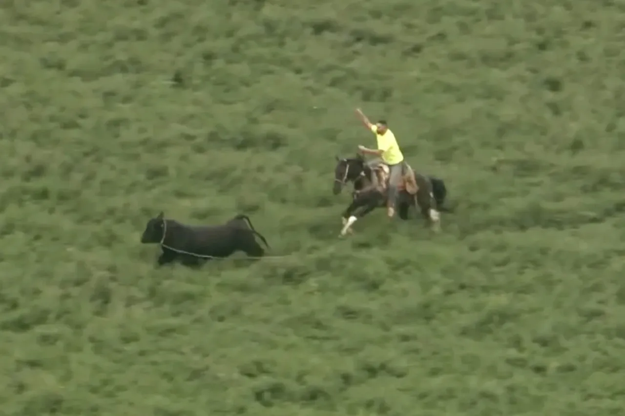 Toro que escapó de granja en EU fue enlazado tras horas de fuga