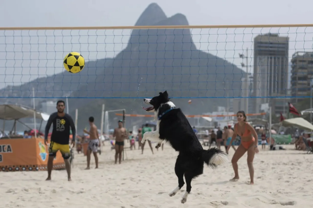 Floki, el border collie que es una sensación del futvoley en Brasil