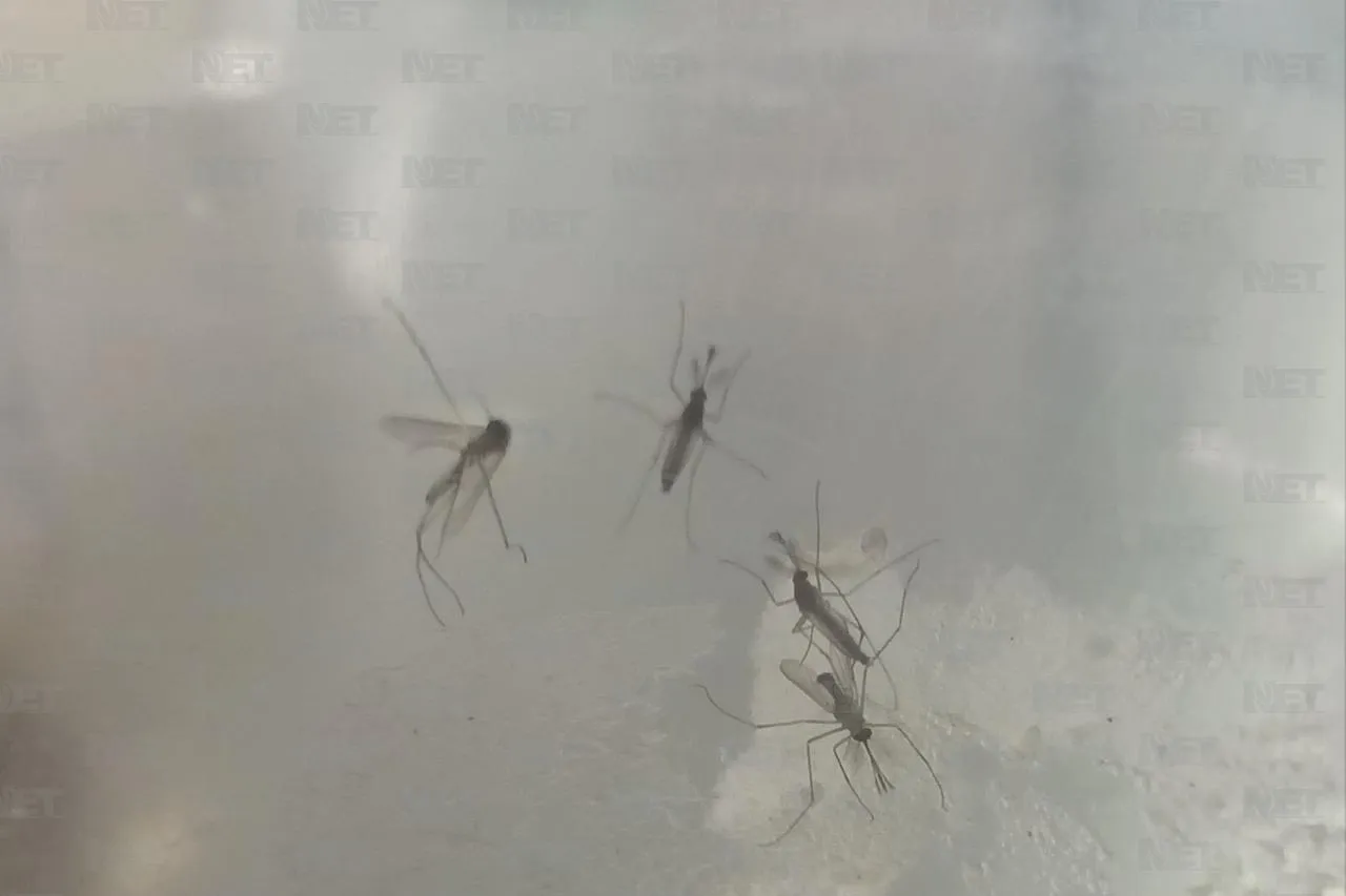 Lluvias, mosquitos y prevención de enfermedades en Juárez