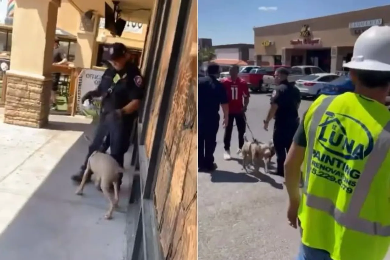 Video: Rescatan a dos perros abandonados adentro de auto; dueño se fue a un bar