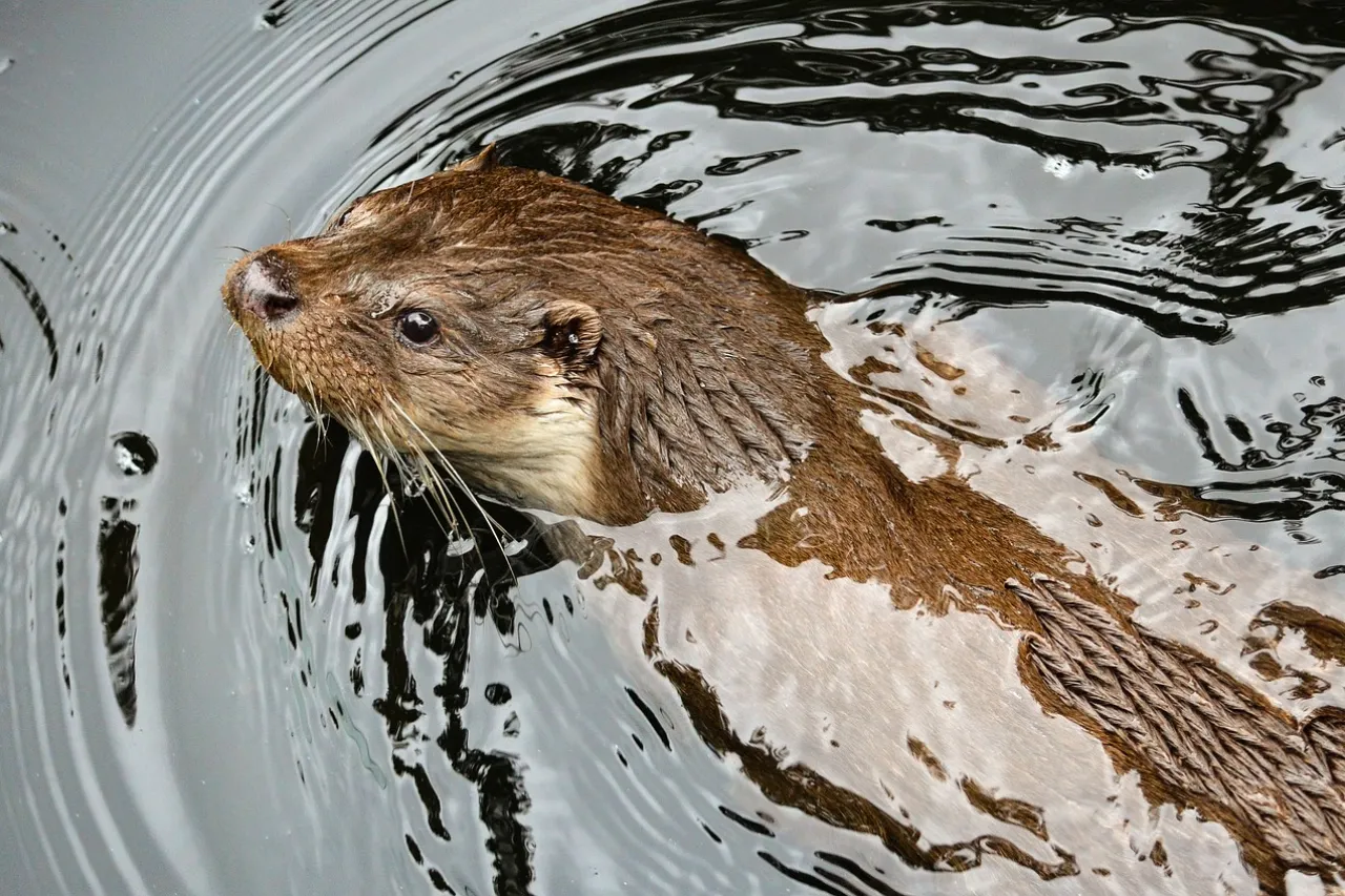 Nutria de río ataca a un niño en EU