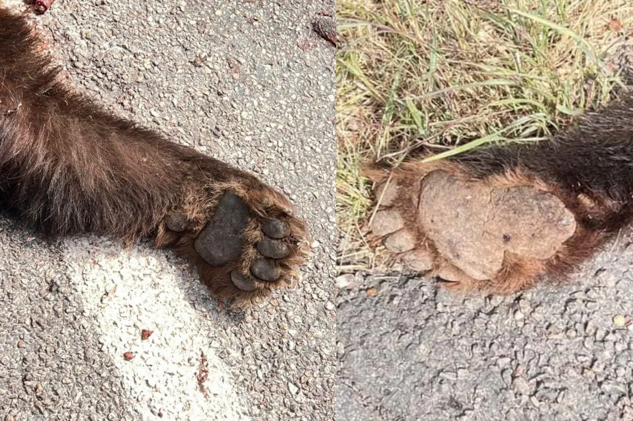 Atropellan y matan a oso en carretera de Chihuahua