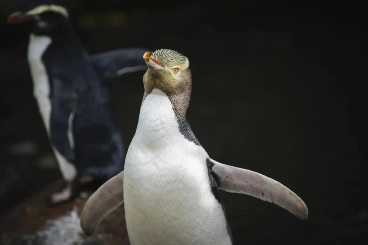 Gana pingüino apestoso concurso del ave del año en NZ